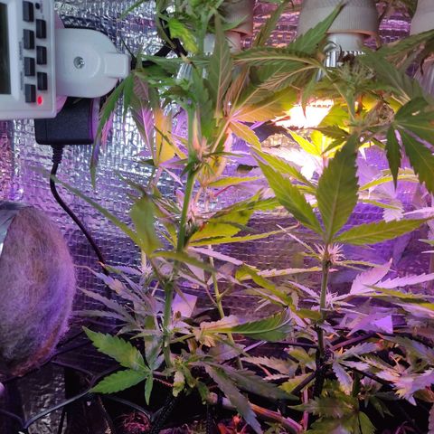 PC growlog timeline photo
