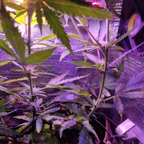 PC growlog timeline photo