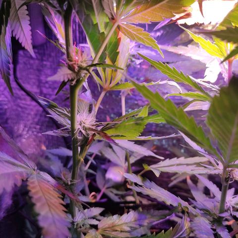 PC growlog timeline photo