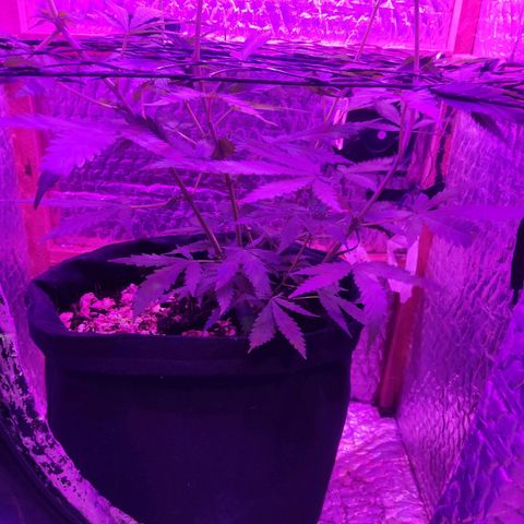 Ak47 growlog timeline photo