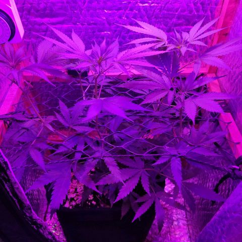 Ak47 growlog timeline photo