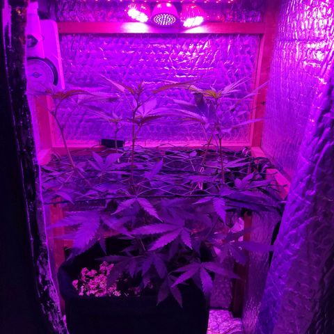 Ak47 growlog timeline photo