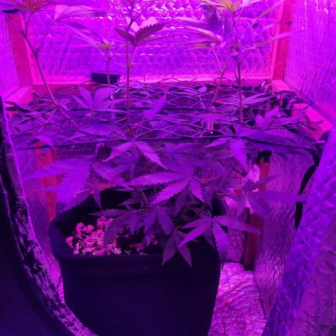 Ak47 growlog timeline photo
