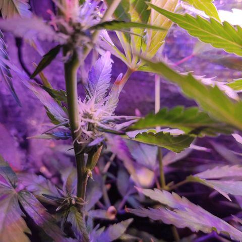 PC growlog timeline photo