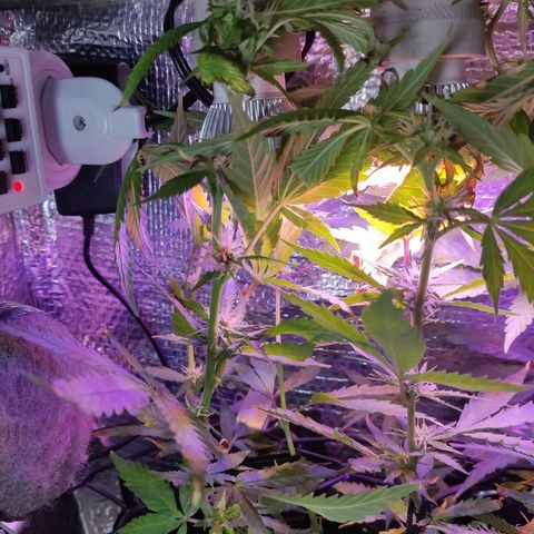 PC growlog timeline photo