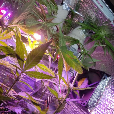 PC growlog timeline photo
