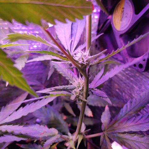 PC growlog timeline photo