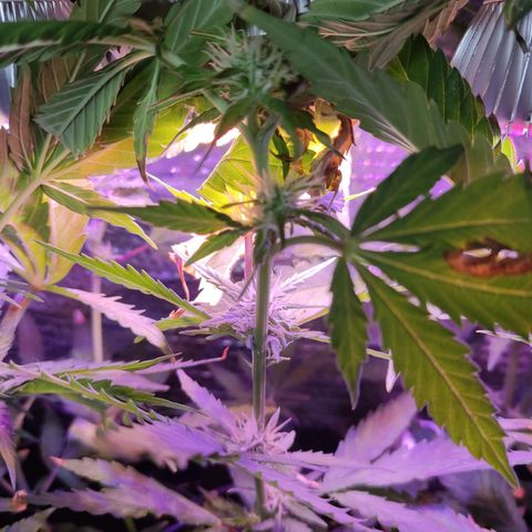PC growlog timeline photo