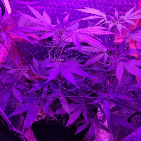 Ak47 growlog timeline photo
