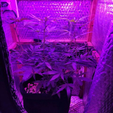 Ak47 growlog timeline photo