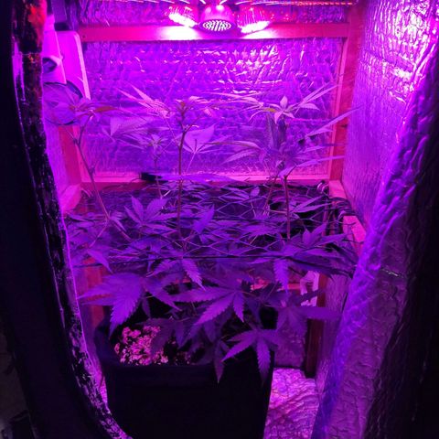 Ak47 growlog timeline photo