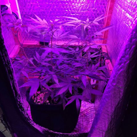 Ak47 growlog timeline photo