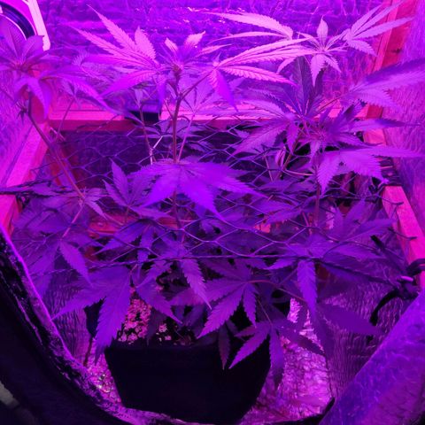 Ak47 growlog timeline photo