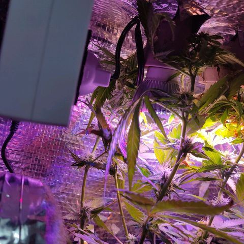PC growlog timeline photo