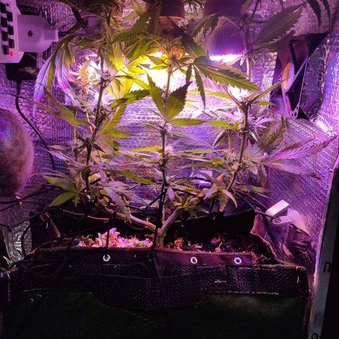 PC growlog timeline photo
