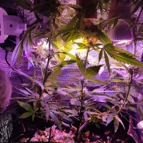 PC growlog timeline photo