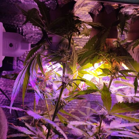 PC growlog timeline photo