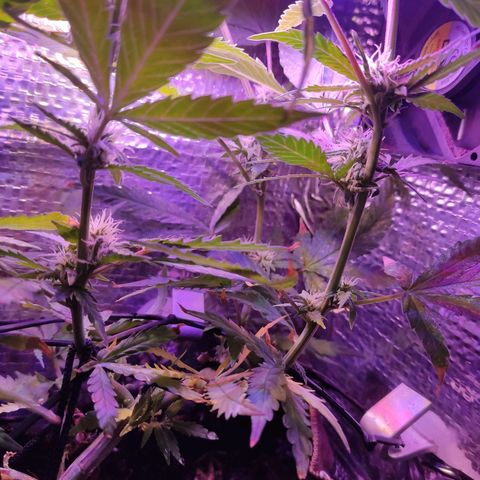 PC growlog timeline photo