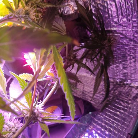 PC growlog timeline photo