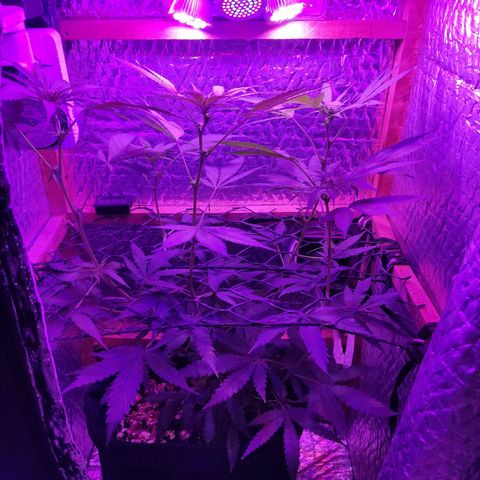 Ak47 growlog timeline photo