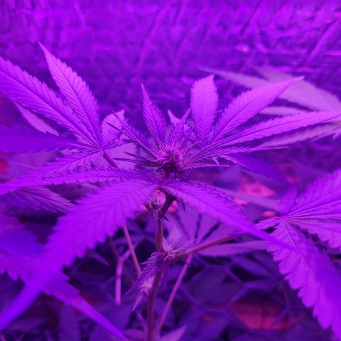 Ak47 growlog timeline photo