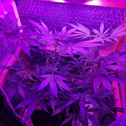 Ak47 growlog timeline photo