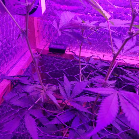 Ak47 growlog timeline photo