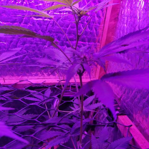 Ak47 growlog timeline photo