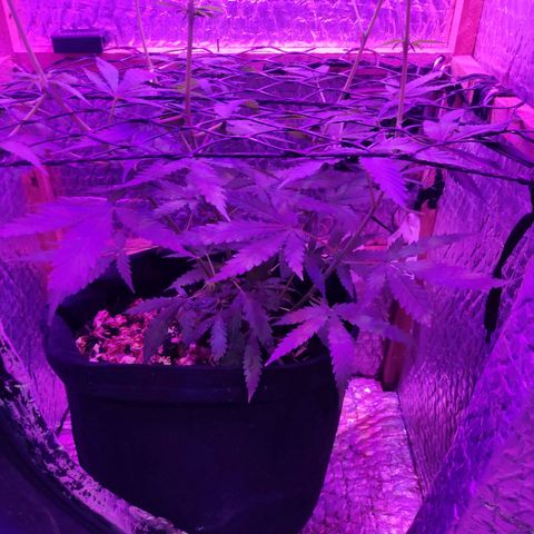 Ak47 growlog timeline photo