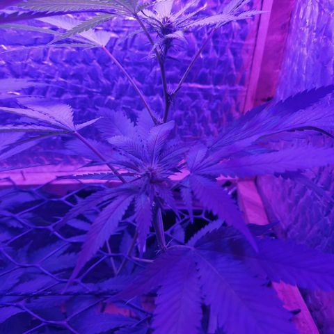 Ak47 growlog timeline photo