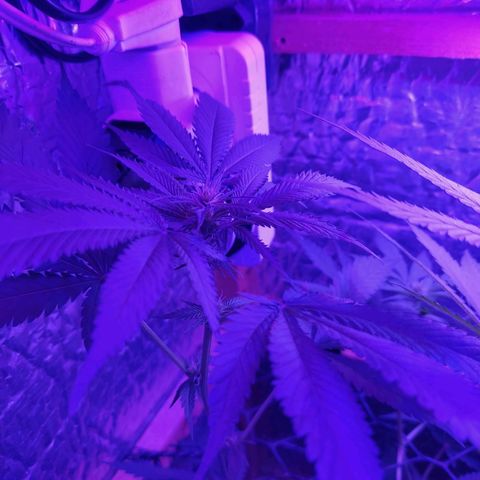 Ak47 growlog timeline photo