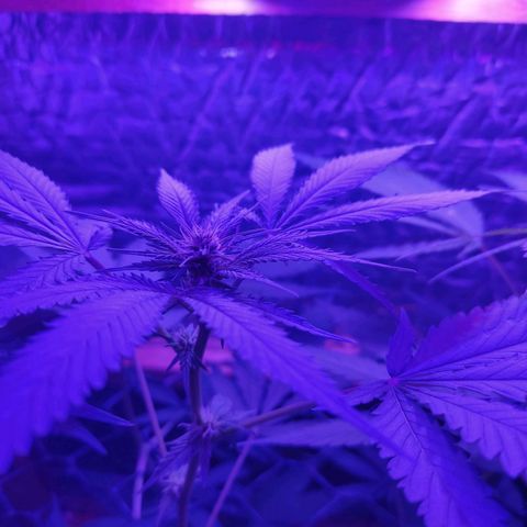 Ak47 growlog timeline photo