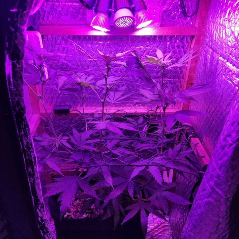 Ak47 growlog timeline photo