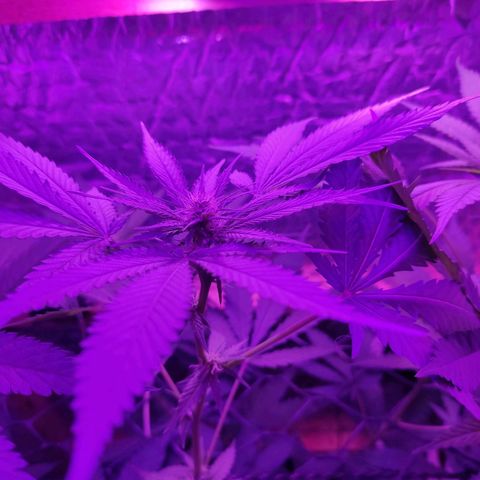 Ak47 growlog timeline photo