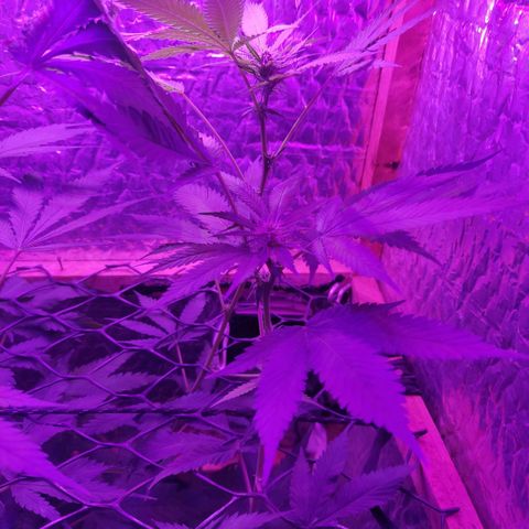 Ak47 growlog timeline photo