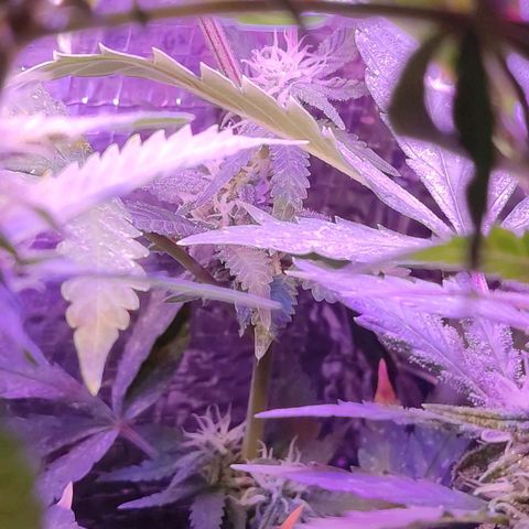PC growlog timeline photo
