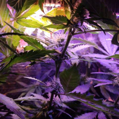 PC growlog timeline photo