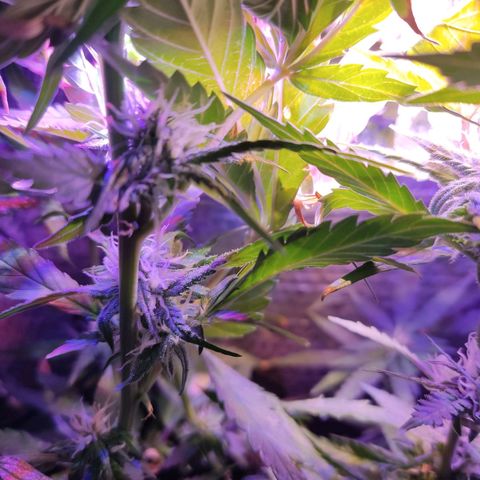 PC growlog timeline photo
