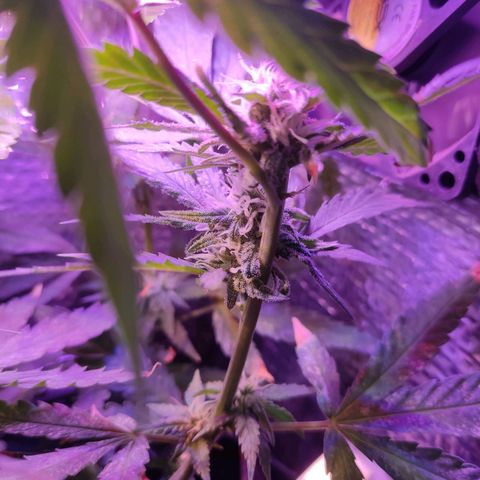 PC growlog timeline photo
