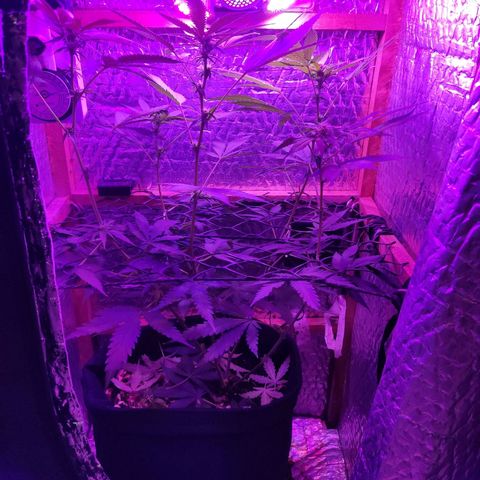 Ak47 growlog timeline photo