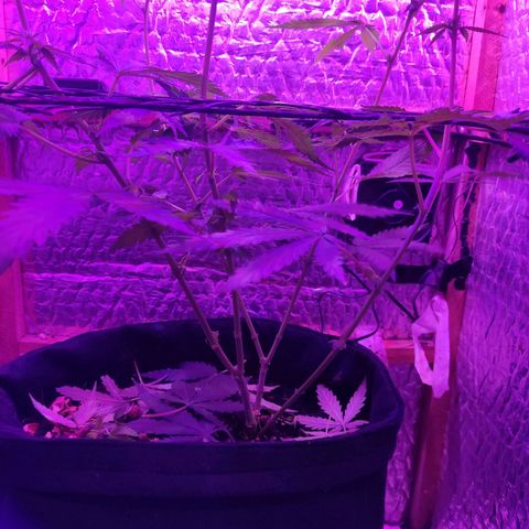 Ak47 growlog timeline photo