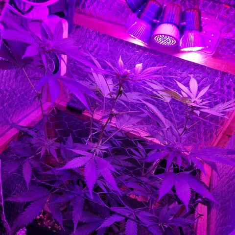 Ak47 growlog timeline photo