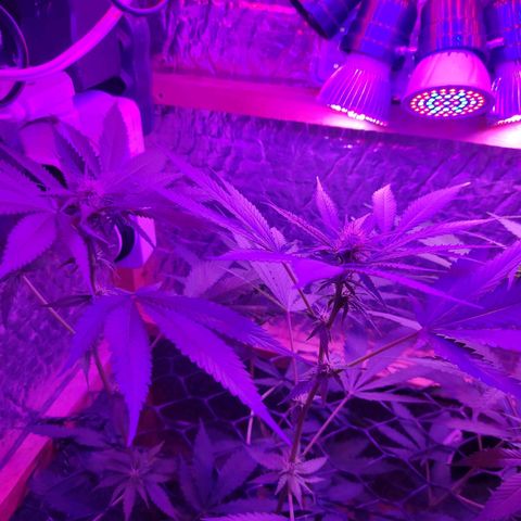 Ak47 growlog timeline photo