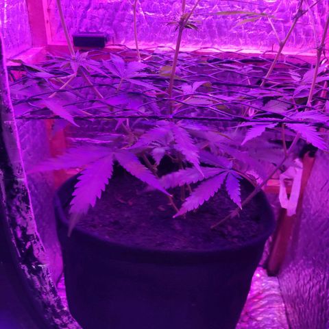 Ak47 growlog timeline photo