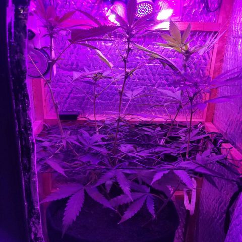 Ak47 growlog timeline photo