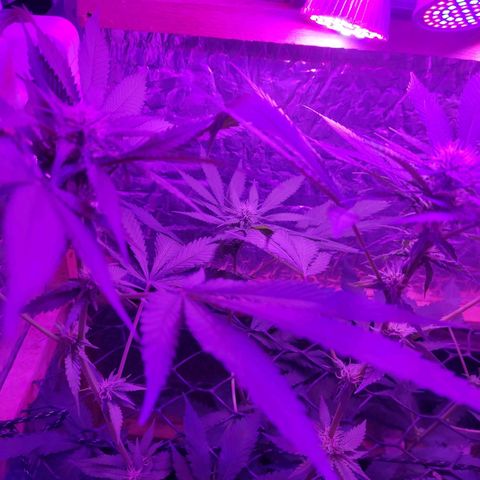 Ak47 growlog timeline photo