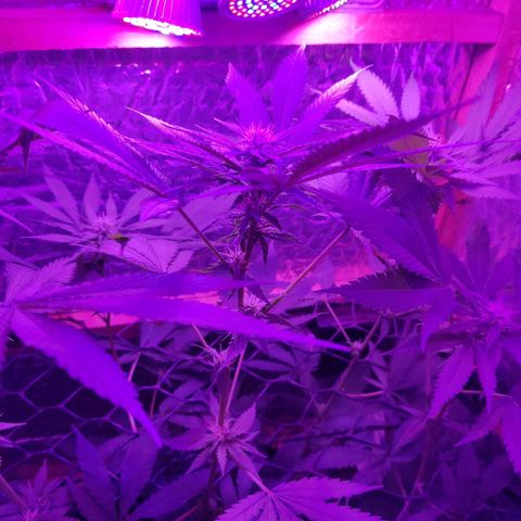 Ak47 growlog timeline photo