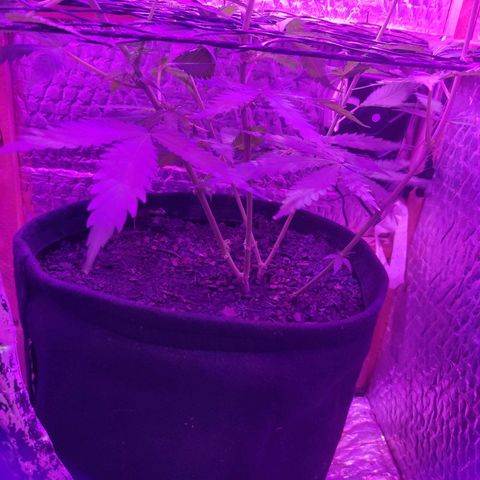 Ak47 growlog timeline photo