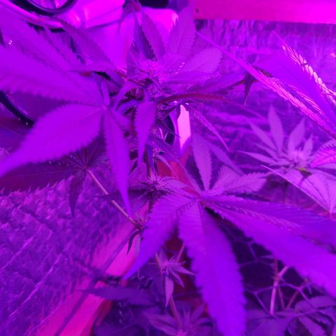 Ak47 growlog timeline photo