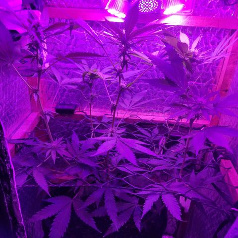 Ak47 growlog timeline photo